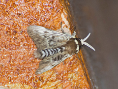 Megalopyge albicollis