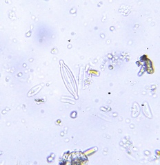 Naviculales