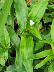 Tripogandra serrulata