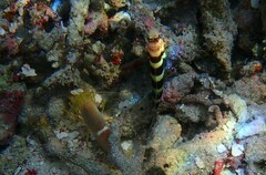 Amblyeleotris wheeleri