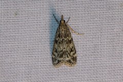 Eudonia truncicolella