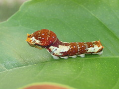 Papilio fuscus capaneus