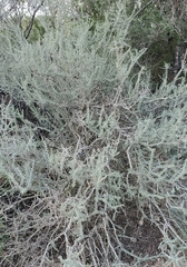 Condalia spathulata
