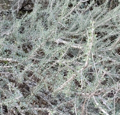Condalia spathulata