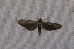 Eupithecia nanata