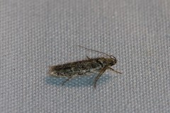 Chionodes bicostomaculella