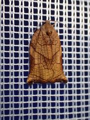 Archips podana