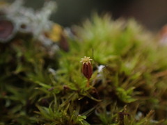 Orthotrichum columbicum