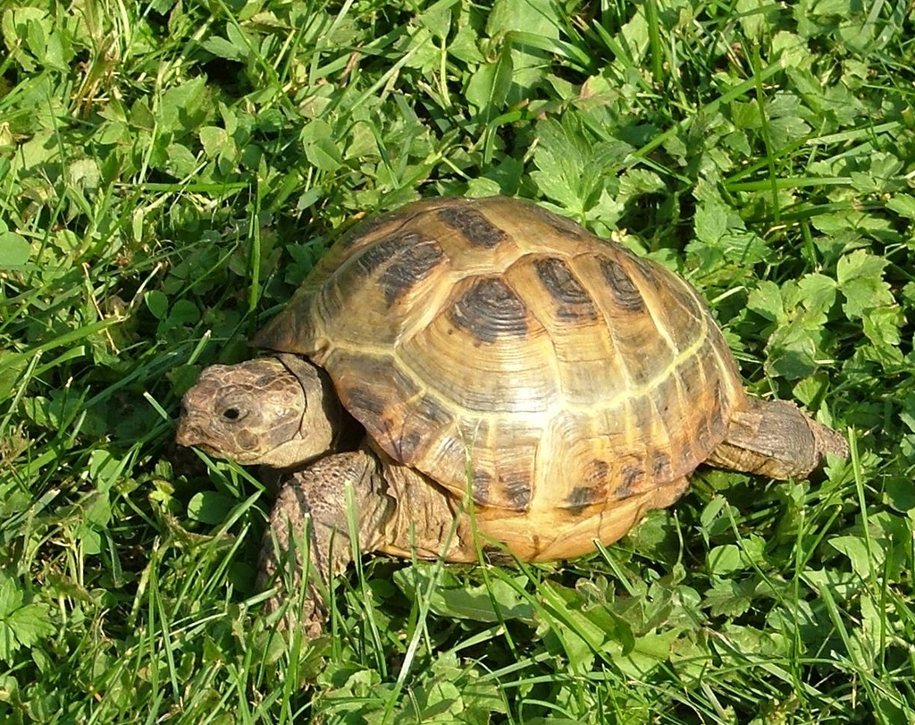Tortue de Horsfield (tortue des steppes, tortue russe) (Testudo horsfieldii)