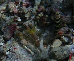 Amblyeleotris wheeleri