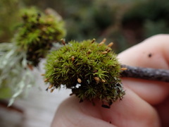 Orthotrichum columbicum