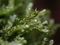 Hygrohypnum