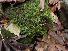 Hygrohypnum