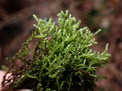 Hygrohypnum