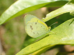 Eurema smilax