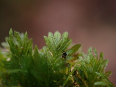 Fissidens