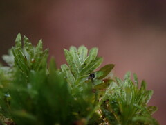 Fissidens