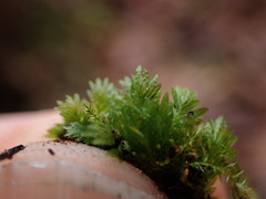 Fissidens