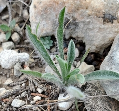 Tetraneuris linearifolia