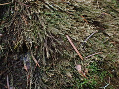 Hygrohypnella ochracea