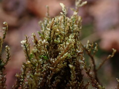 Hygrohypnella ochracea