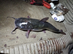 Ameiurus catus