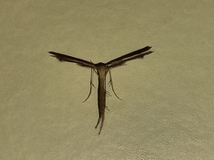 Pterophoridae