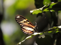 Heliconiini