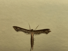 Pterophoridae