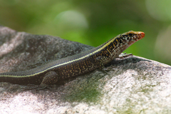 Zonosaurus laticaudatus