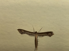 Pterophoridae