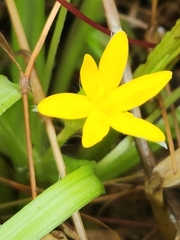 Hypoxis decumbens