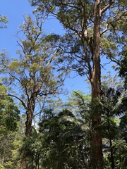 Eucalyptus microcorys