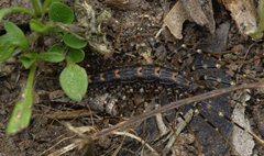 Allothereua maculata