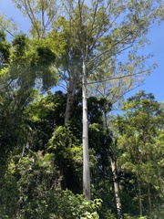 Eucalyptus grandis