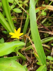 Hypoxis decumbens