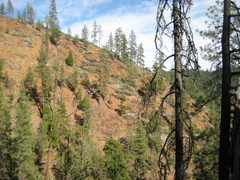 Polystichum scopulinum