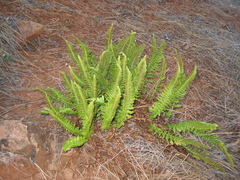 Polystichum scopulinum