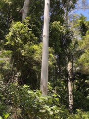 Eucalyptus grandis