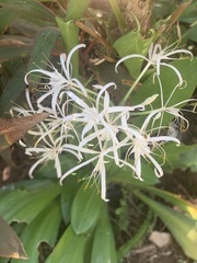 Crinum americanum