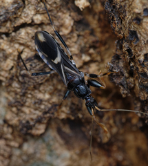Ectomocoris decoratus