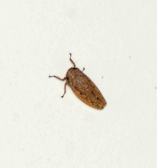 Iassinae