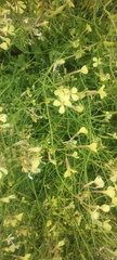 Brassica fruticulosa