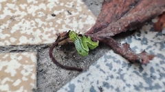 Chrysodeixis chalcites