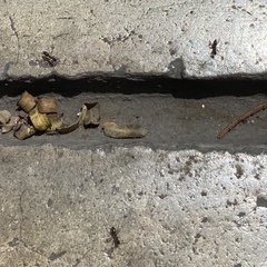 Paratrechina longicornis