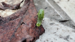 Chrysodeixis chalcites