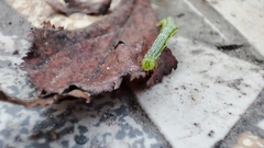Chrysodeixis chalcites