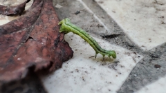 Chrysodeixis chalcites