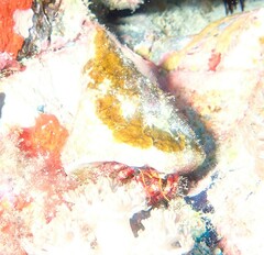Dardanus sanguinolentus