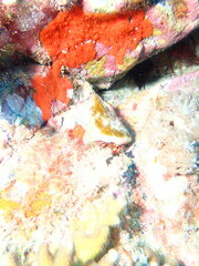 Dardanus sanguinolentus